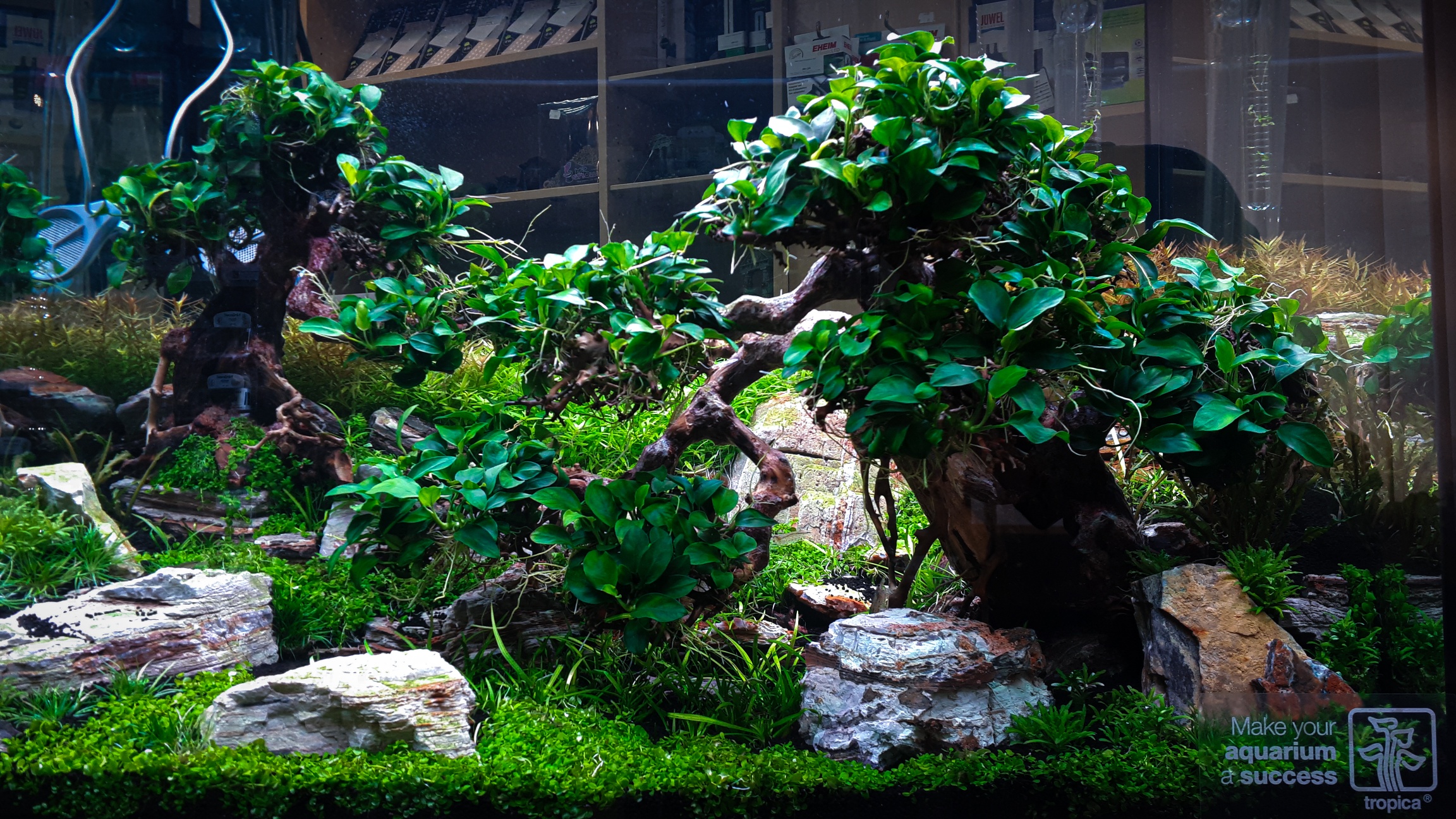 Akvárium s bonsaiema